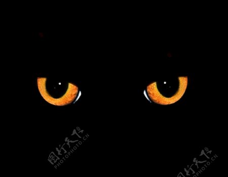 黑暗中的猫眼图片