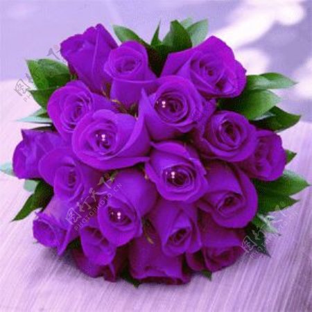 紫色玫瑰闪图图片