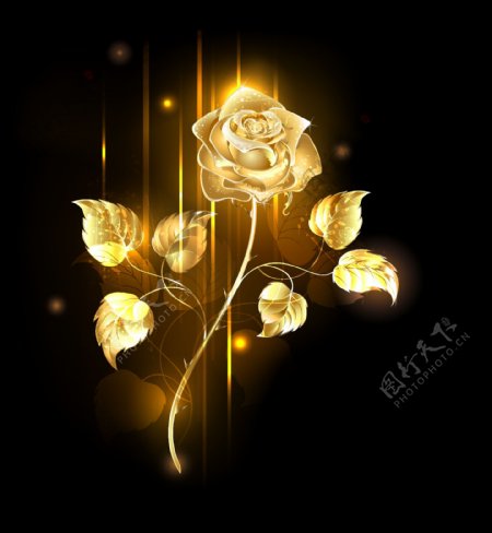 金色一支玫瑰花图片