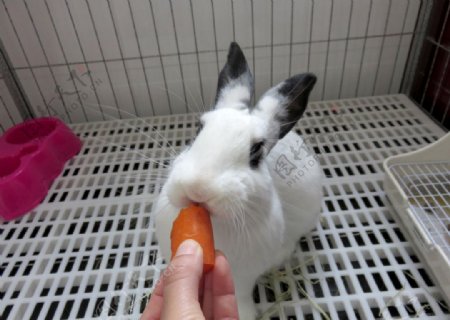 吃胡萝卜的兔子图片