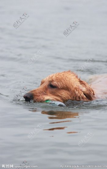 游泳的狗图片