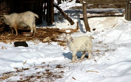 雪中的小羊图片