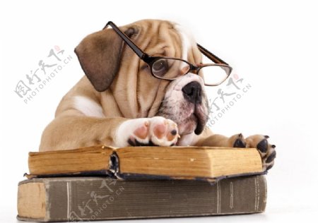小狗读书图片