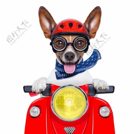 骑摩托车的小狗图片