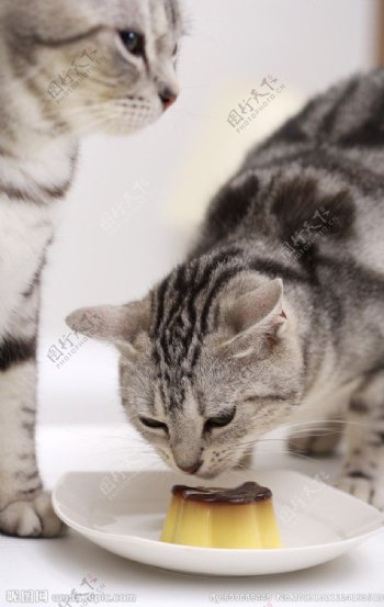 吃蛋糕的猫咪宠物猫图片