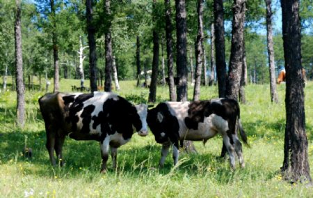 牛儿在山坡吃草图片