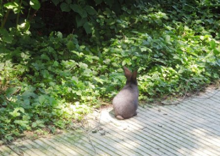 一只小兔子图片