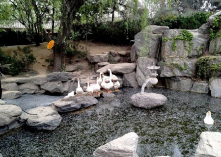 青龙寺的鹅图片