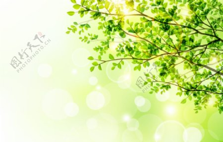 春季树木与阳光矢量素材图片