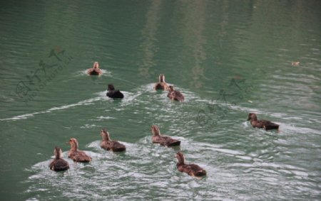 群鸭游泳图图片