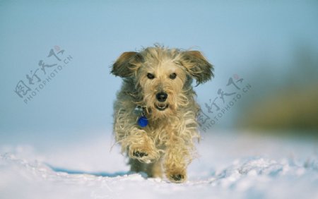 奔跑犬图片