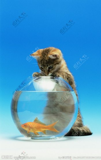 猫与鱼图片