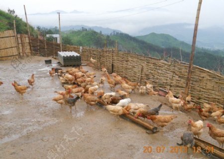 雨中养殖老母鸡图片