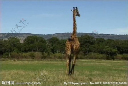 长颈鹿活动视频频