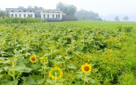 葵花田园风光图片