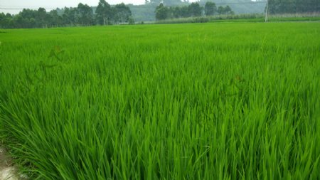 水稻风景图片