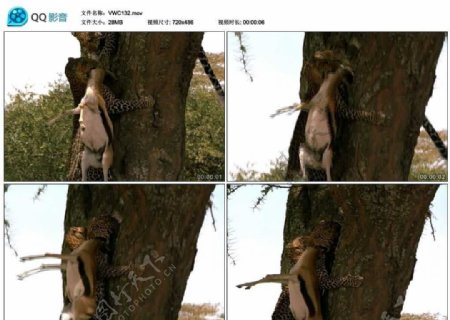 金钱豹爬树视频实拍素材