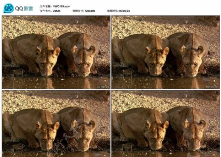 狮子喝水视频实拍素材