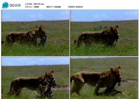 母狮捕猎视频实拍素材