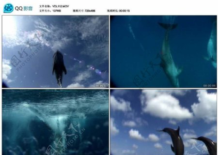 碧海蓝天海豚视频实拍素材