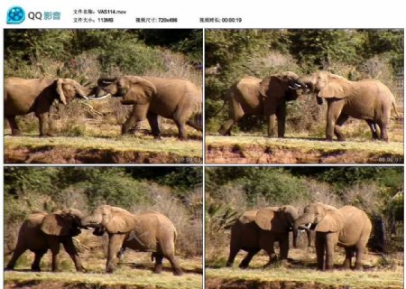 大象打斗视频实拍素材