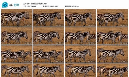 非洲大草原斑马高清实拍视频素材