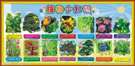 幼儿园植物小知识图片