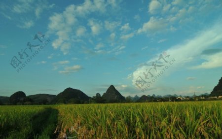 稻田景色图片