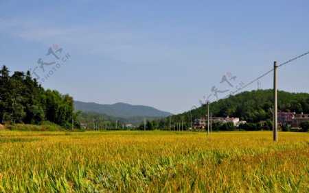 金黄稻田图片
