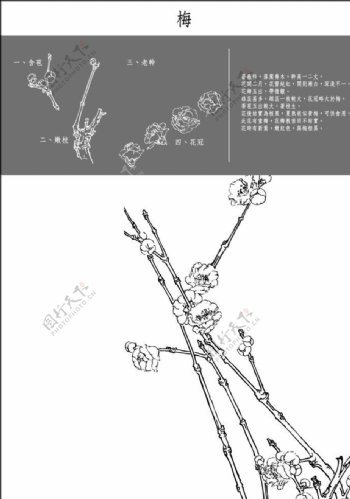 中国风花卉梅图片