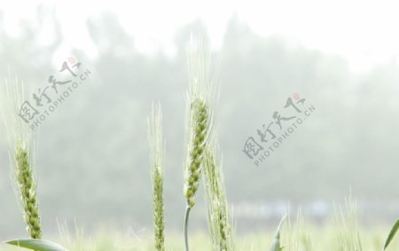 小麦摄影图片