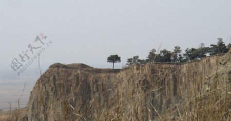 小松树图片