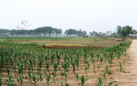 田园风光图片