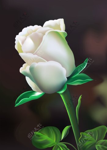 白玫瑰装饰画图片