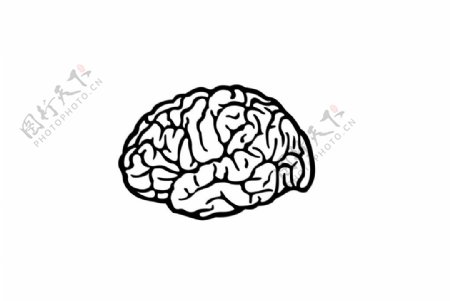 大脑矢量素材图片