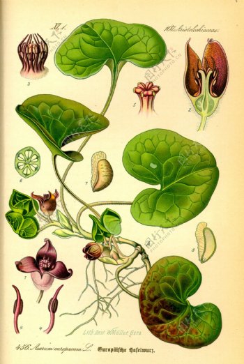 奥托手绘彩色植物图谱图片