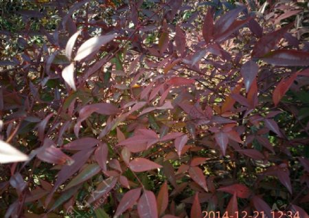 红叶植物图片