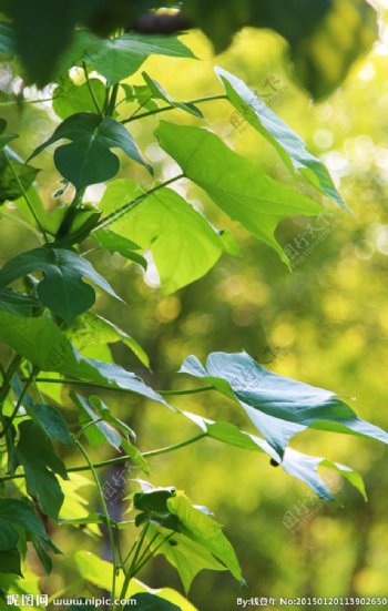 藤蔓绿叶图片