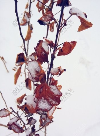 雪树叶上的雪图片