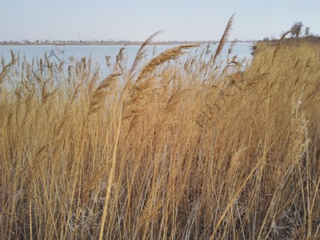 沙湖芦苇图片