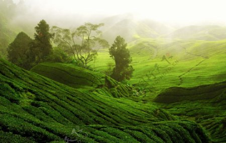 山坡上的绿色茶园图片