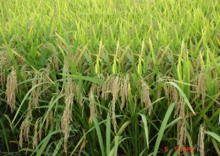 成熟水稻种子图片
