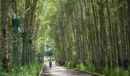 林间小路图片