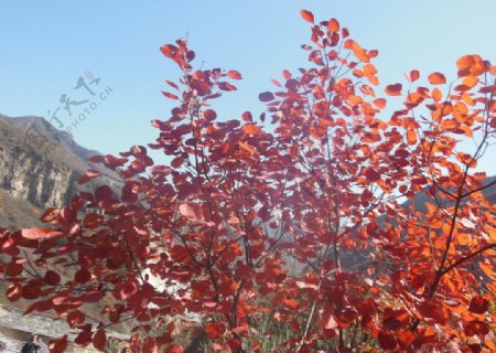 坡峰岭红叶图片