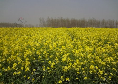 家乡油菜花图片