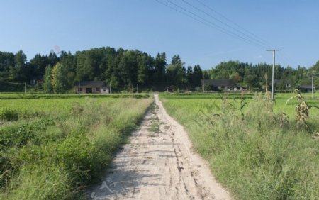 南方田间道路图片