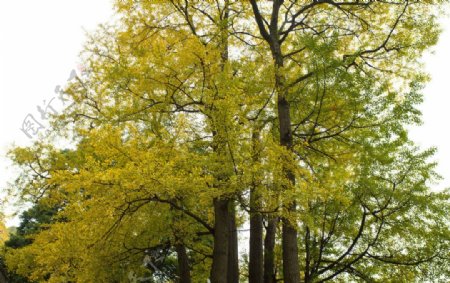 黄色的秋天大树图片