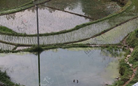 梯田水稻图片