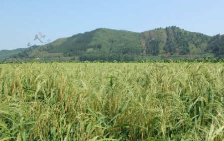 风景素材图片