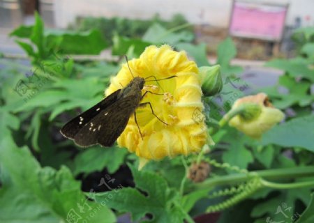 花中蝴蝶图片